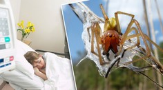 Dívka upadla do bezvědomí po kousnutí v trávě. Šlo o zápřednici?