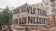 Další útok vlků. Zvířata roztrhala desítky ovcí, nebojí se chodit ani do centra obcí