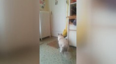 Dojemné VIDEO: Shledání kočičky a vojáka po návratu z války!