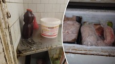 Nelegální jatka u Pardubic: Vepře poráželi v otřesných podmínkách!