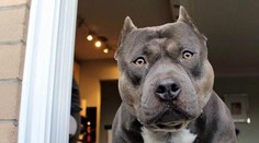 "Ano! Ne!" Pitbul odpovídá majitelce na otázky! VIDEO