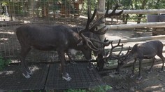 Vedra trápí i zvířata v zoo. S horkem jim pomáhají rosicí sprchy
