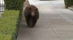 Medvědí důchodkyně si vyšla do města, motala se ulicemi. VIDEO