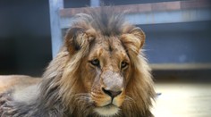 Vánoce v brněnské zoo: Narodila se tam mláďata lva konžského!