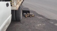 Tohle VIDEO vás dojme! Pes se zoufale snaží probrat k životu svého kamaráda