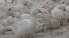 Husí farmy žádají veterináře o výjimku ze zákazu venkovního chovu