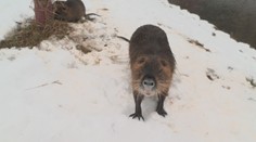 Česká města zaplavily nutrie. Jsou nebezpečné, varují myslivci