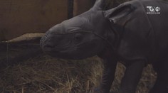 Vzácný přírůstek: V polské zoo se narodil indický nosorožec