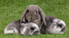 Kuřátka, slepičky i králíčci. Víkendová Snídaně s vámi oslaví Velikonoce
