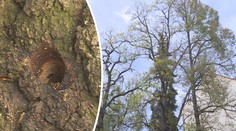 Vandal navrtal stromy v Českých Budějovicích. Hrozí mu rok vězení