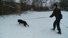 Policejní psi válí! Chytili zloděje aut i pobertu z obchoďáku!