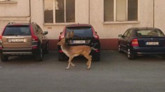 VIDEO: Policejní hon v ulicích Plzně na zaběhnutého daňka