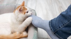 Osamocený muž ležel dva měsíce mrtvý v bytě. Jeho kočka ho sežrala