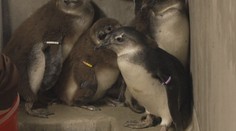 Zoo ve Dvoře Králové slaví. Poprvé v historii odchovali mláďata tučňáků brýlových