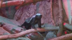 Medojed si troufne i na lva! Pár odvážlivců mají v olomoucké zoo