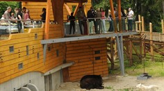 Návštěvníky pobouřil zraněný vlk ve výběhu medvědů. Zoo to vysvětluje