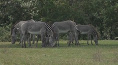 Řev lvů i brblání hrochů. V Safari Parku Dvůr Králové můžete zůstat do noci