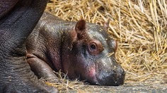 Zoo Dvůr Králové hlásí dva vzácné přírůstky. Hrocha a kriticky ohroženou žirafu
