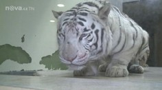 Tygr napadl v liberecké zoo mladíka a chtěl si ho odnést v tlamě, zranil i dvě ošetřovatelky