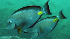 Na chorvatském pobřeží se objevil nový živočich. Je velmi nebezpečný