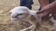 Narodilo se jehně s lidskou tváří! Koho vám připomíná? VIDEO