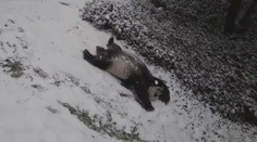 Hlavou dolů! Pandí rodinka dováděla v čerstvě napadaném sněhu
