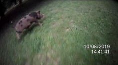 Malí čuníci vyrazili na výlet! Strážníci je naháněli po parku osm hodin