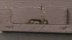 Objevila se nebezpečná včelí nákaza. Veterináři vyhlásili ochranné pásmo