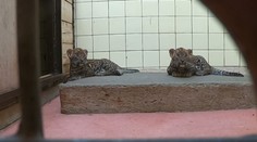 Velké překvapení v ostravské zoo. Mláďata levharta jsou samičky