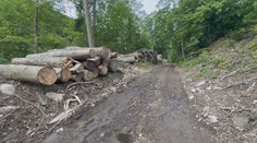 Na Mostecku někdo ilegálně pokácel buky. Město z toho viní tamní firmu