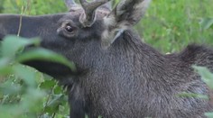 V Česku se objevil další los. Hlasujte v anketě, jak by se mládě mělo jmenovat