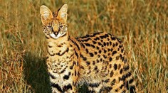 Po Praze pobíhala nebezpečná šelma. Chovateli utekl serval