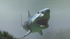 Obří žralok Megalodon: 30metrové monstrum žije v oceánu, tvrdí lidé