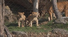 Zlínská zoo má nové tři přírůstky. Po šedesáti letech se raduje z mláďat lvů
