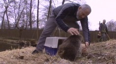VIDEO: NEVDĚČNÝ BOBR zaútočil na své zachránce!