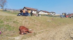 Kůň se splašil a skočil pod auto. Krátce předtím vezl malé děvče