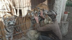 Nepovolený chov šelem na Pelhřimovsku pokračuje. Jejich odsun brzdí soud