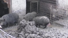 Prasata změnila život na vesnici v peklo! Obyvatelé si nevědí rady