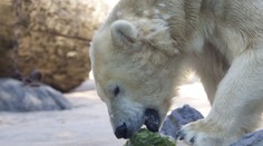 České turisty napadl lední medvěd. Muže zranil, tak ho zastřelili