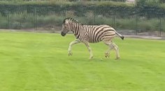 Ze zoo v Jihlavě utekly zebry. Proplétaly se hustou dopravou