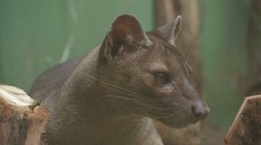 Zoo Praha přivítala nové obyvatele: Šelmy fosa. Vrátil se i ztracený fenek