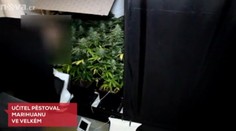 Učitel na Plzeňsku pěstoval marihuanu! Pěstírnu měl ve sklepě