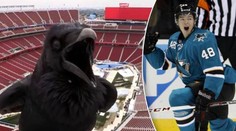 Rumburak vystrašil NHL! Měl by mít Hertl důvod k obavám?