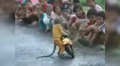 VIDEO: Šílený OPIČÁK řádí na motorce! Nahání strach a zároveň baví obecenstvo