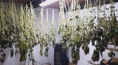 Kriminalisté odhalili další pěstírnu. Droga byla schovaná na několika místech
