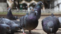 Česká města se topí v holubím trusu! Připravují rozsáhlá opatření