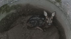 Srnče skončilo v betonové pasti. Za život vděčí všímavým kolemjdoucím