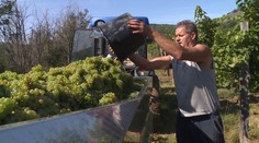 Vinaři bojují s nedostatkem lidí! S brigádníky mají špatné zkušenosti