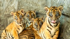 Svět obdivuje tygříky narozené v Polsku. Zoo je poprvé pustila ven