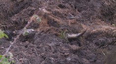 Majiteli uhynulých krav hrozí milionová pokuta. Další dostane za nelegální chov